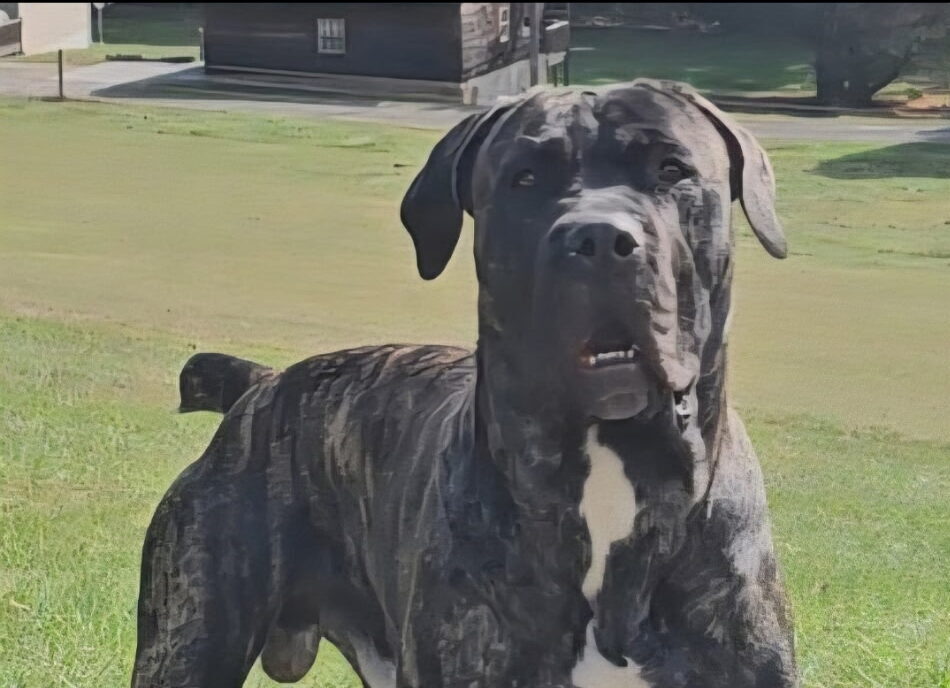 Sirius Trouble Haynes