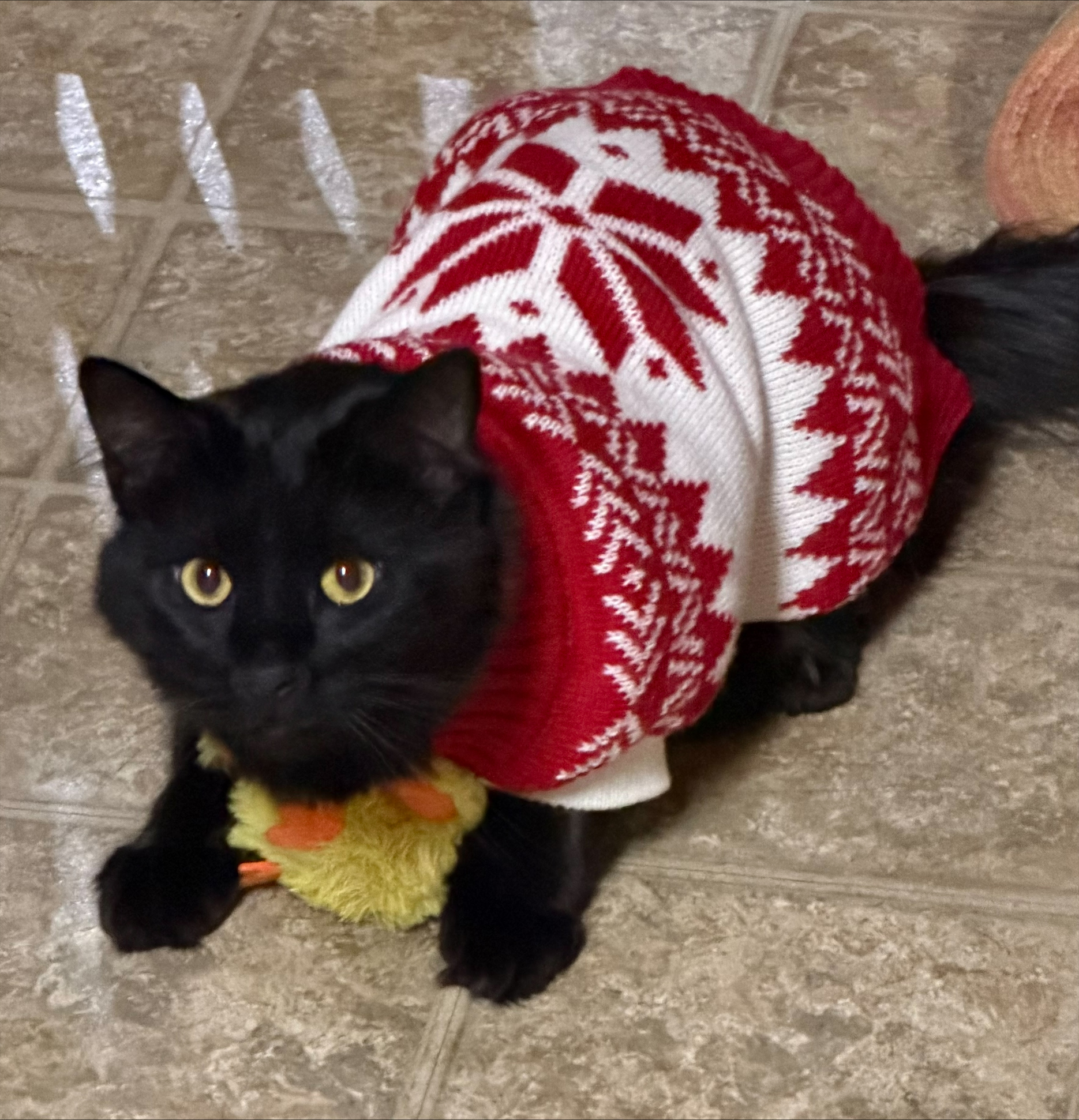 processed-1B8F9D96-604D-4830-85BF-E76802D1696E