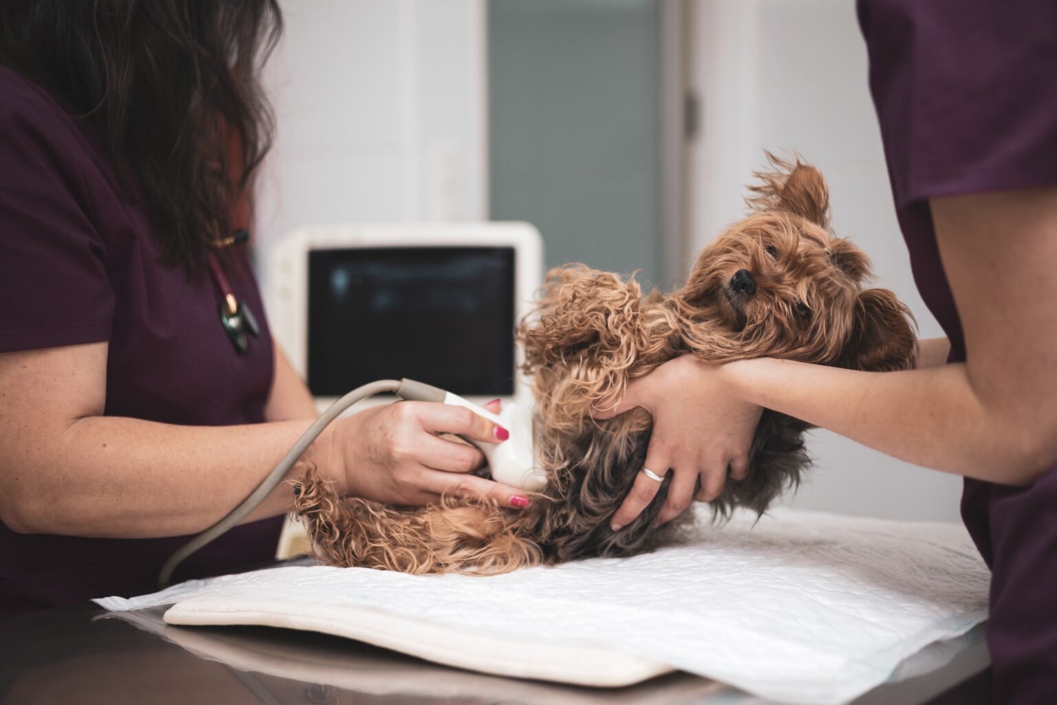 Cool Emergency Veterinary Service Of Roanoke Inc Roanoke Va Images